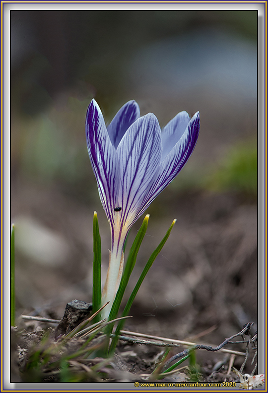 Crocus Versicolor